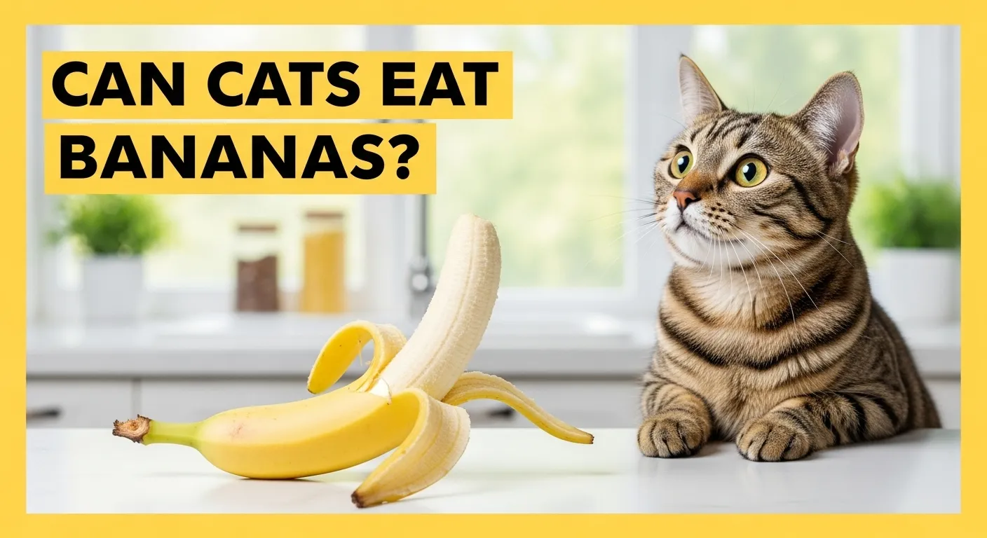Thumbnail for blog post on cats and bananas