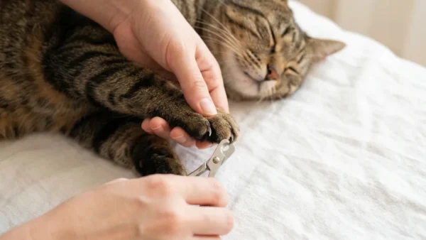 How to Cut Cat Nails Safely: Step-by-Step Guide