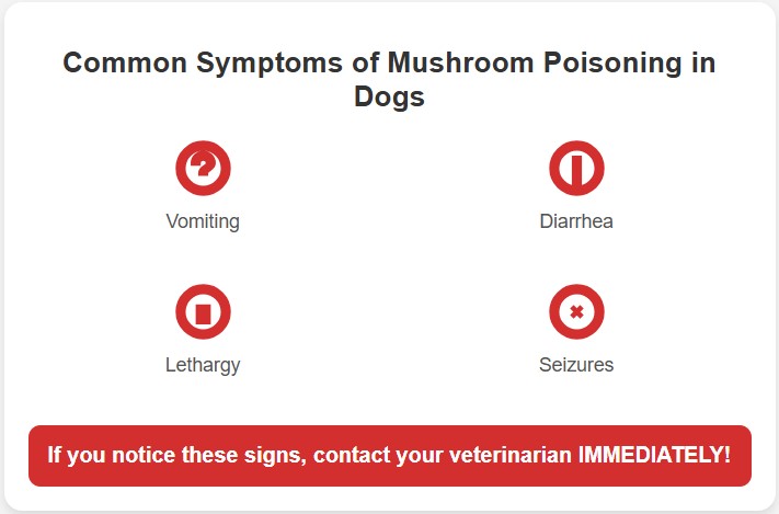 Infographic of symptoms of mushroom poisoning in dogs