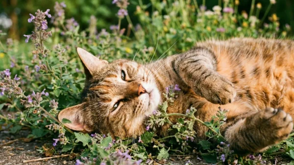 What Does Catnip Do to Cats?