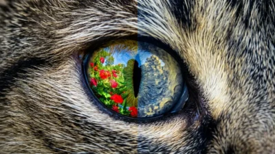 Are Cats Color Blind? What Colors They Can Actually See