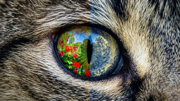 Are Cats Color Blind? What Colors They Can Actually See