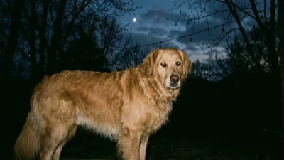 Can Dogs See in the Dark? How Dog Night Vision Actually Works