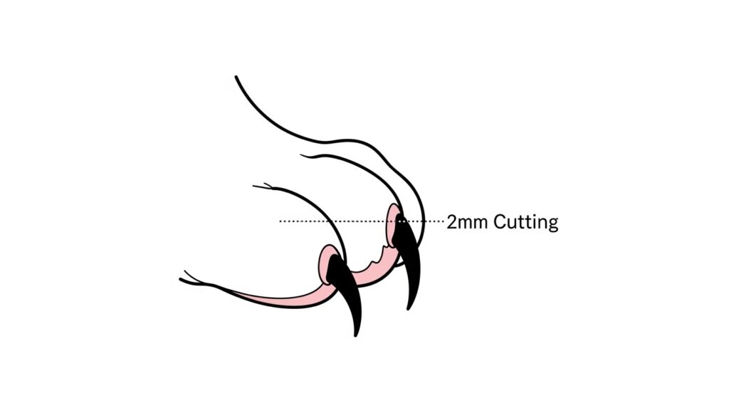 illustrated cat claw with quick highlighted in pink
