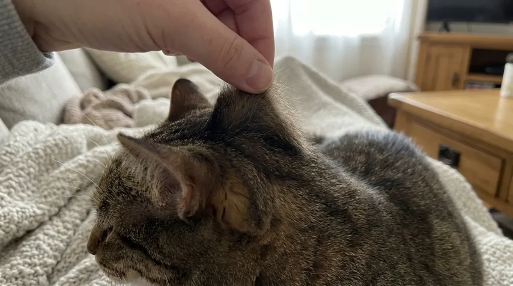Person performing skin tent test on a cat to check for dehydration