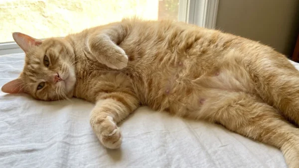 Do Male Cats Have Nipples?