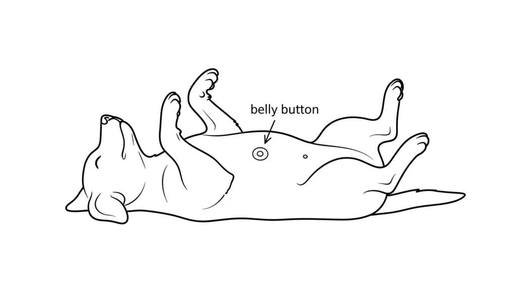 Illustration of dog abdomen with belly button marked.