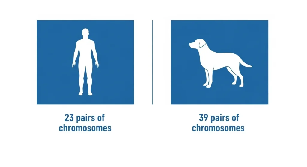 Chart comparing human chromosomes (23 pairs) vs dog chromosomes (39 pairs)