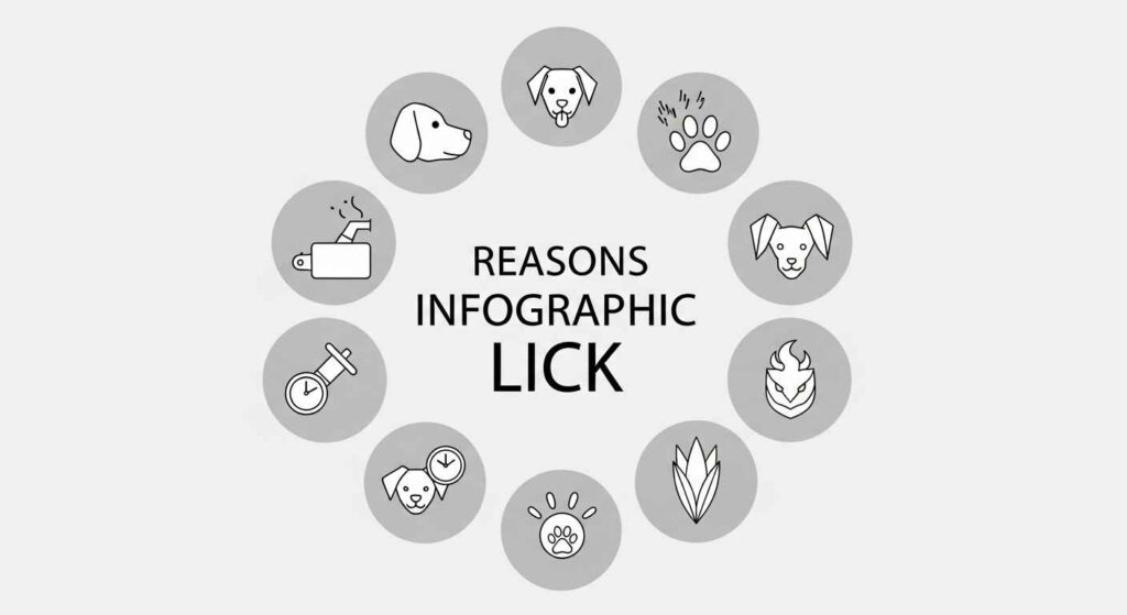 Infographic showing 8 different reasons dogs lick excessively