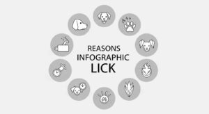 Why Does My Dog Lick Me So Much? 8 Surprising Reasons - Petfel