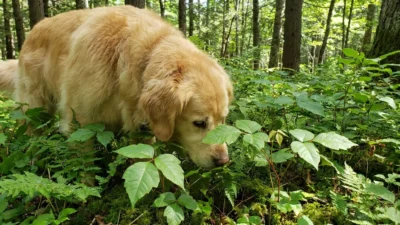 Can Dogs Get Poison Ivy? Symptoms, Treatment & What to Do