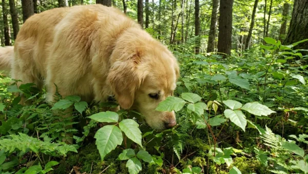 Can Dogs Get Poison Ivy? Symptoms, Treatment & What to Do