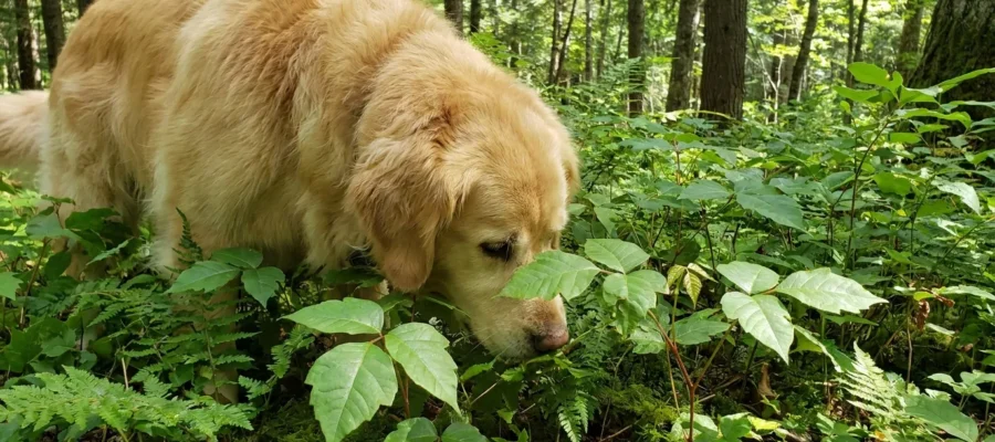 Can Dogs Get Poison Ivy? Symptoms, Treatment & What to Do