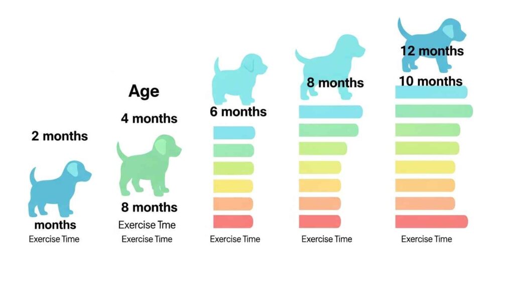 Chart showing puppy exercise guidelines by age from 2 months to 12 months